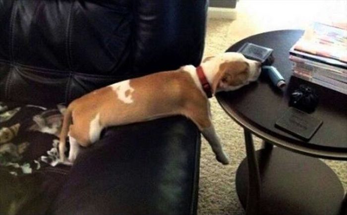Dogs Experiencing Thanksgiving Food Comas (21 pics)