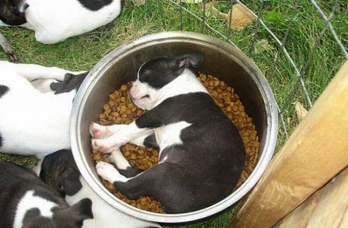 Dogs Experiencing Thanksgiving Food Comas (21 pics)