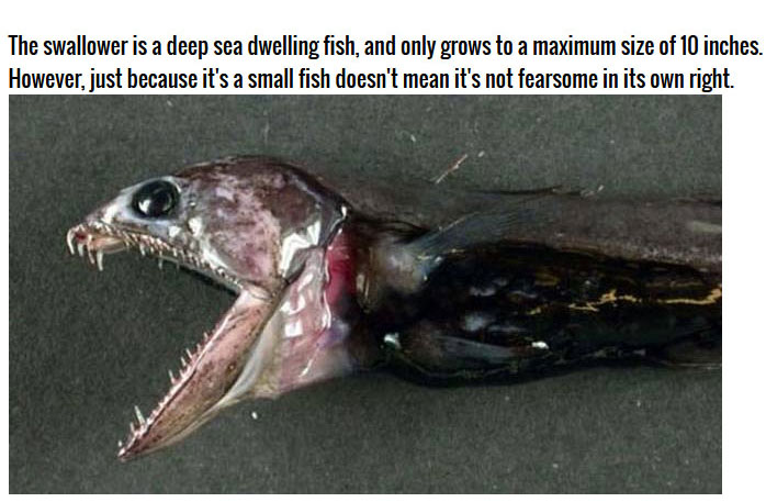 This Deep Sea Catch Is Very Impressive (7 pics)