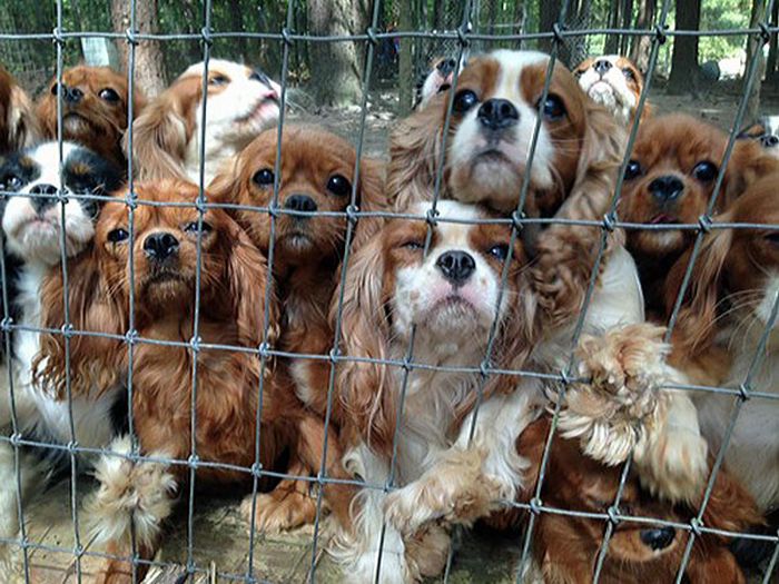 108 Abused Dogs Get Rescued From Breeding Farm (22 pics)