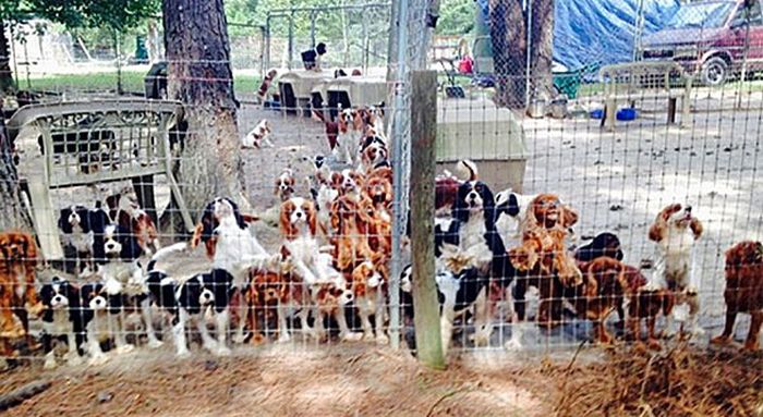 108 Abused Dogs Get Rescued From Breeding Farm (22 pics)