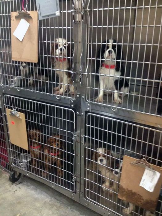 108 Abused Dogs Get Rescued From Breeding Farm (22 pics)