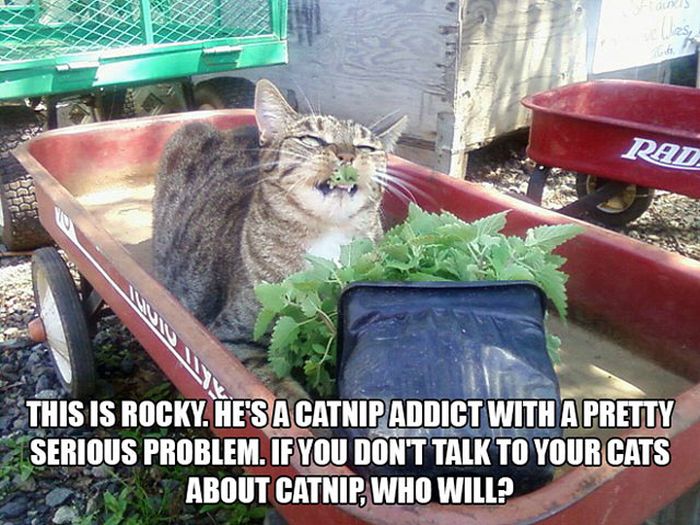 These Cats Have Taken Their Catnip Problem Way Too Far (25 pics)
