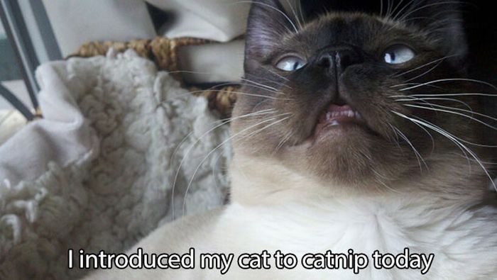 These Cats Have Taken Their Catnip Problem Way Too Far (25 pics)