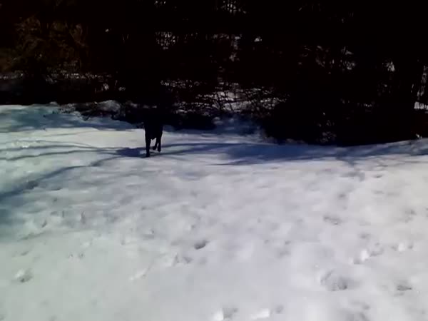 Dog Body Slides In The Snow