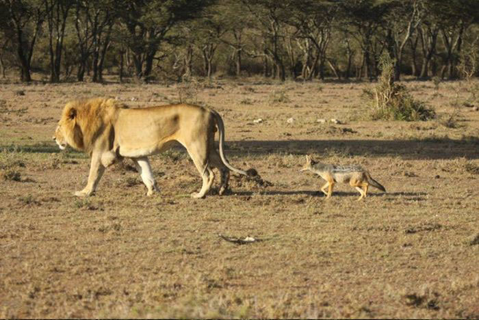 This Jackal Messed With The Wrong Animal (5 pics)