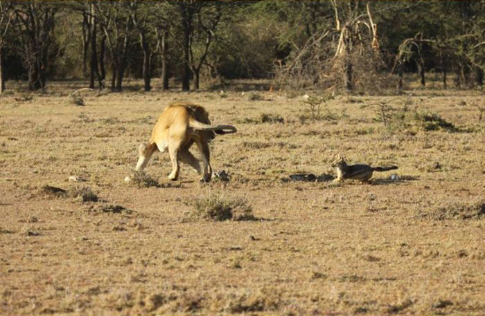 This Jackal Messed With The Wrong Animal (5 pics)