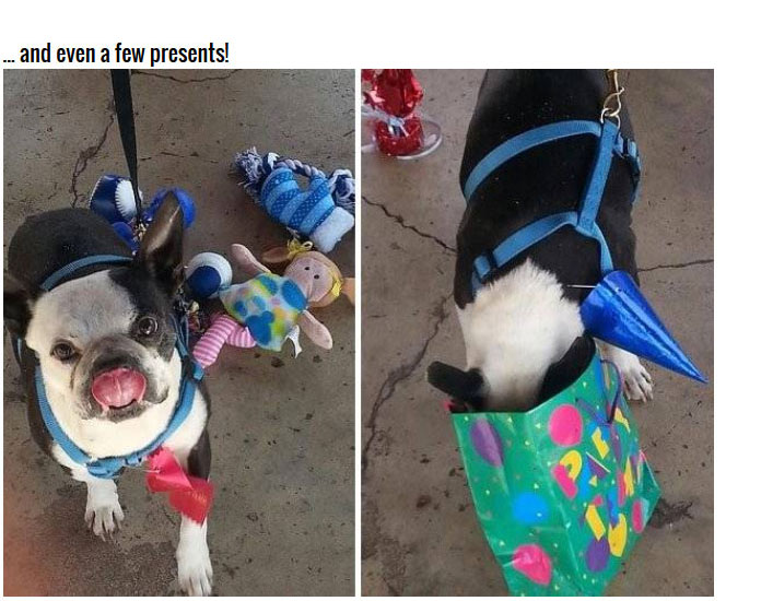 This Dying Dog Got A Farewell Party (11 pics)