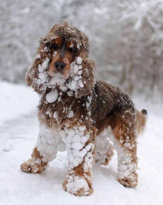 Animals Playing In The Snow For The Very First Time (55 pics)