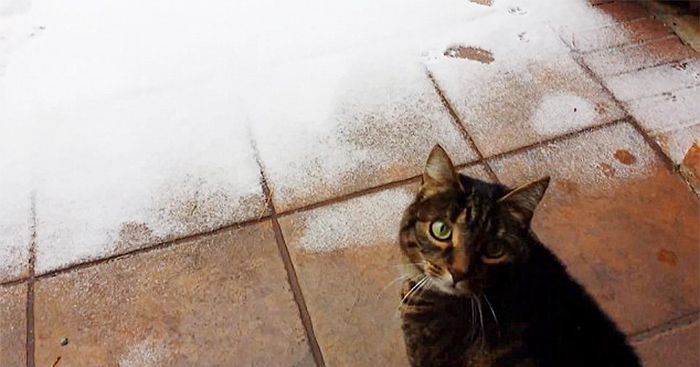 Animals Playing In The Snow For The Very First Time (55 pics)