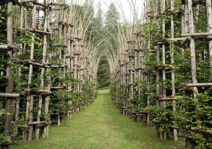 These Living Trees Come Together To Make A Beautiful Cathedral (13 pics)