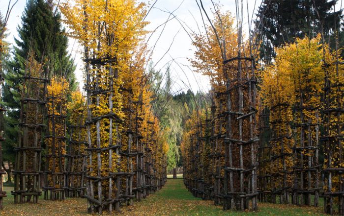 These Living Trees Come Together To Make A Beautiful Cathedral (13 pics)