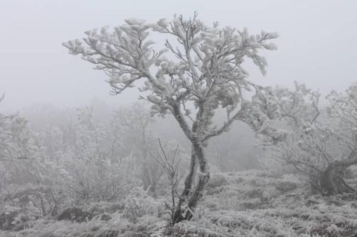 Freezing Fog Is Not Something To Mess With (6 pics)