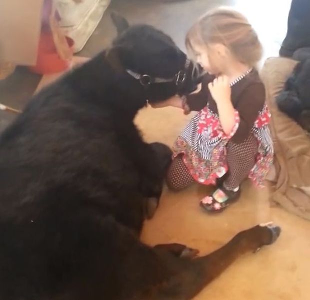 This 5 Year Old Girl Snuck A Baby Cow Into Her Home (10 pics)
