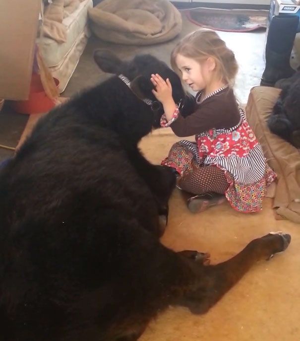 This 5 Year Old Girl Snuck A Baby Cow Into Her Home (10 pics)