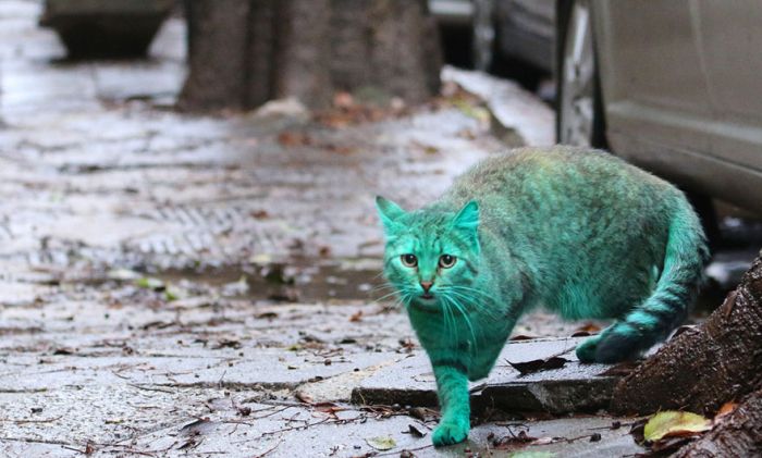 Bulgaria Has A Green Stray Cat Wandering The Streets (9 pics)