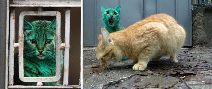 Bulgaria Has A Green Stray Cat Wandering The Streets (9 pics)
