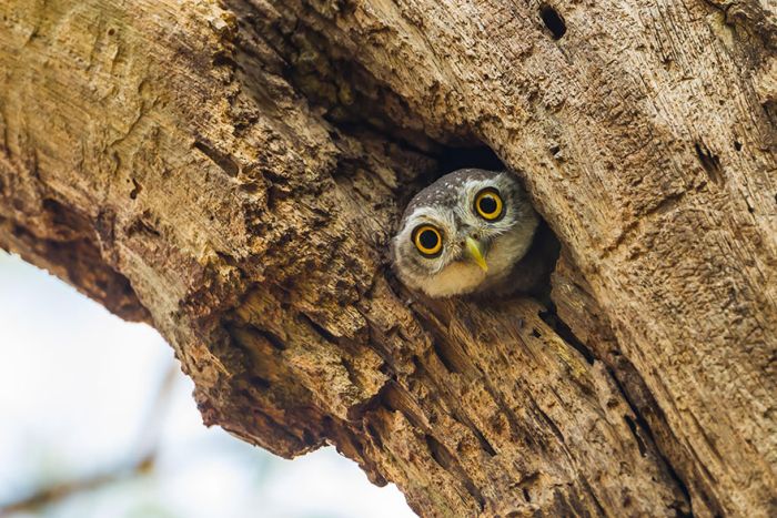 Intense Owl Moments Caught On Camera (44 pics)