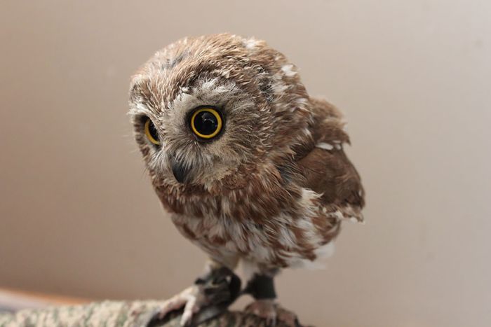 Intense Owl Moments Caught On Camera (44 pics)