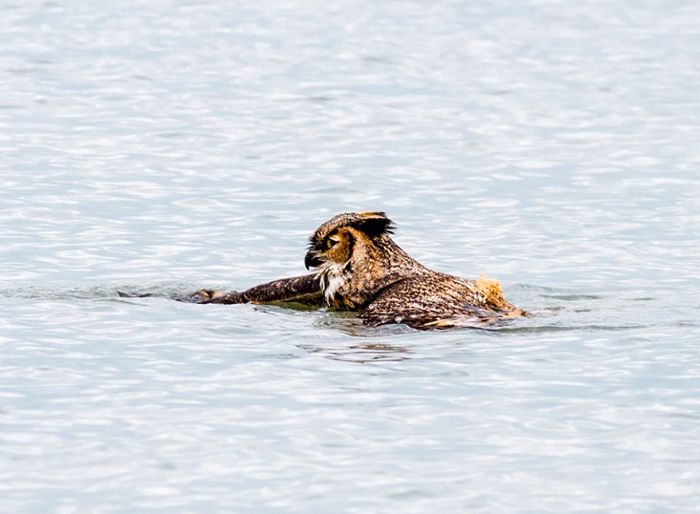 Did You Know That Owls Can Swim Too? (7 pics)