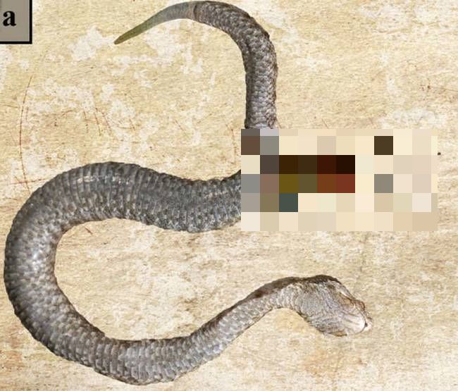 You Won't Believe What Was Found In This Snake's Stomach (5 pics)