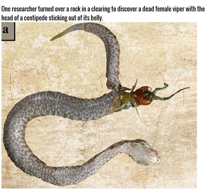 You Won't Believe What Was Found In This Snake's Stomach (5 pics)