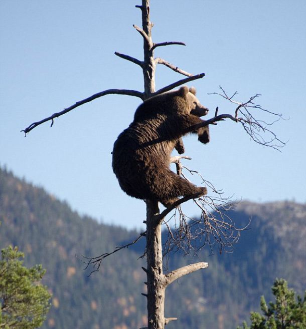 This Bear Has The Best View (7 pics)