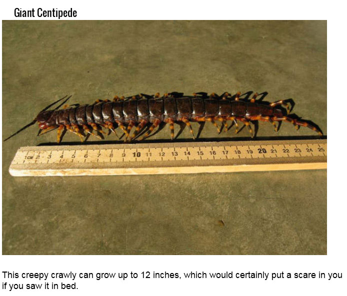 Dangerous Insects (25 pics)