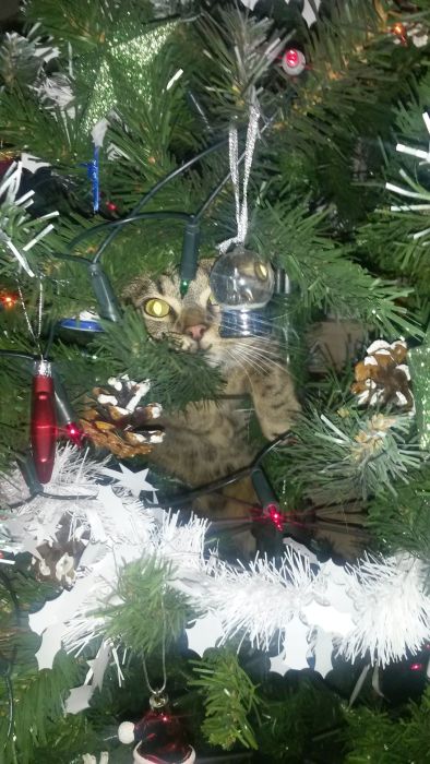 These Dogs And Cats Are Trying To Ruin Christmas (26 pics)