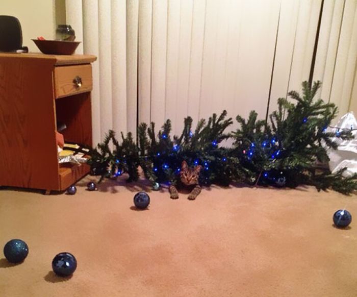 These Dogs And Cats Are Trying To Ruin Christmas (26 pics)