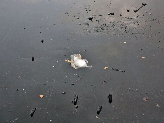 Norwegian Man Saves Duck From A Frozen Lake (4 pics)