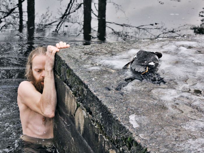 Norwegian Man Saves Duck From A Frozen Lake (4 pics)