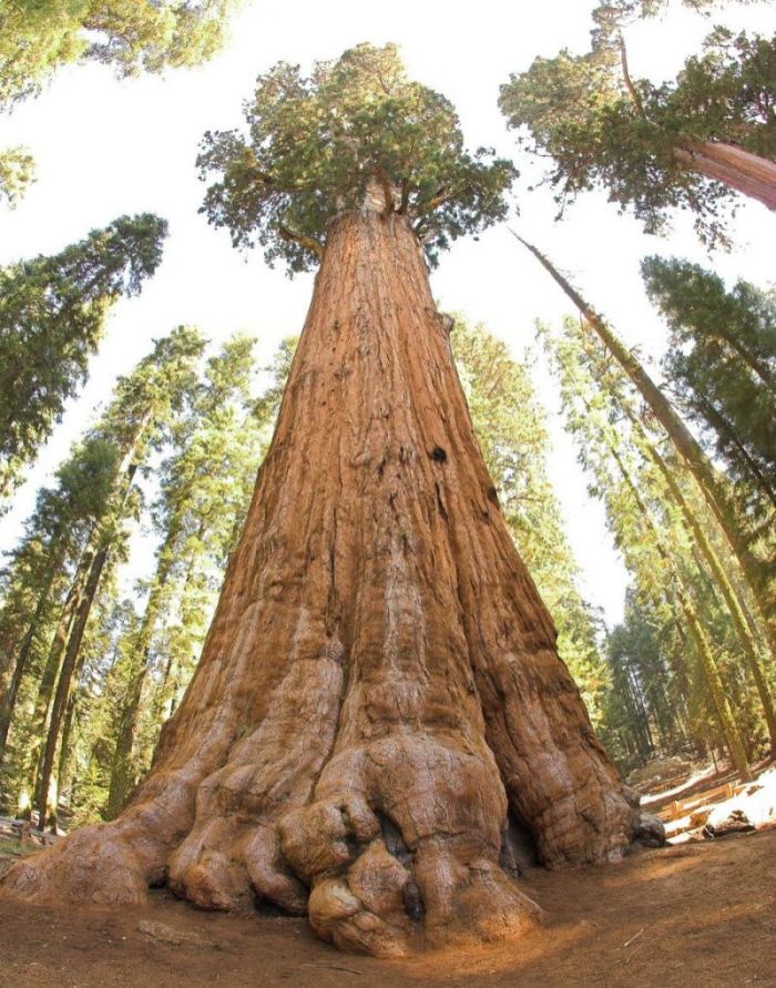 This Giant Tree Is A Sight To See (4 pics)