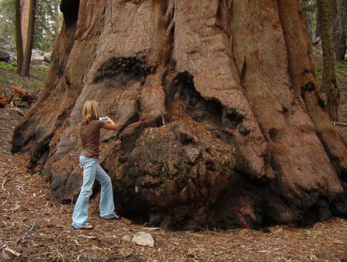 This Giant Tree Is A Sight To See (4 pics)