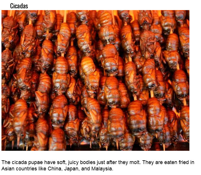 Just Because You Can Eat These 15 Insects Doesn't Mean You Should (15 pics)
