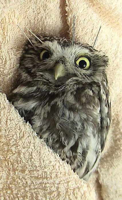 This Is What It Looks Like When An Owl Does Acupuncture (8 pics)