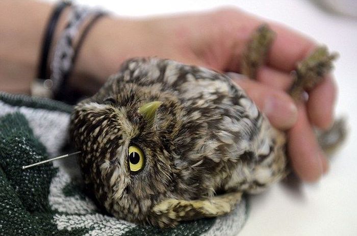 This Is What It Looks Like When An Owl Does Acupuncture (8 pics)