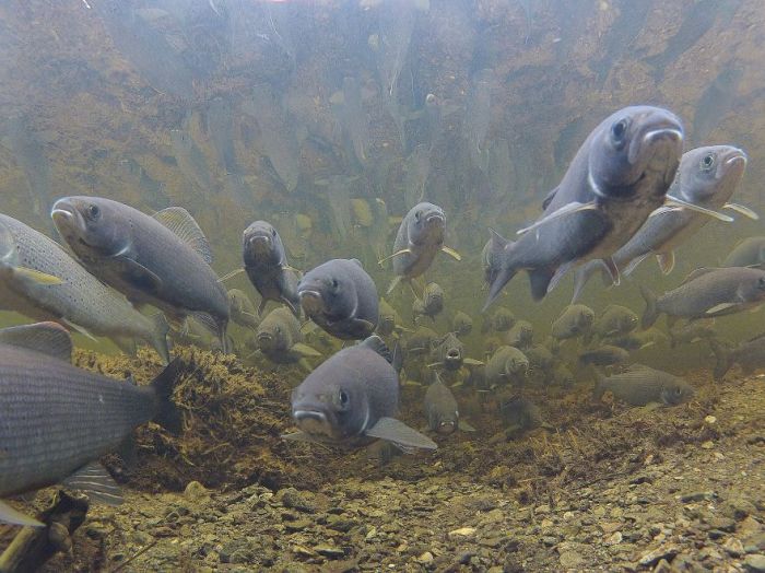 Amazing Photos Of Animals Migrating (33 pics)