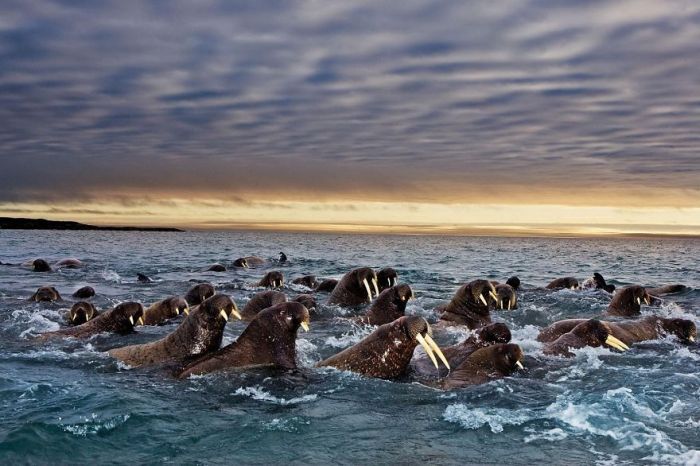 Amazing Photos Of Animals Migrating (33 pics)