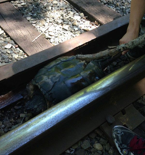 Turtle Gets Rescued From Railroad Tracks (6 pics)