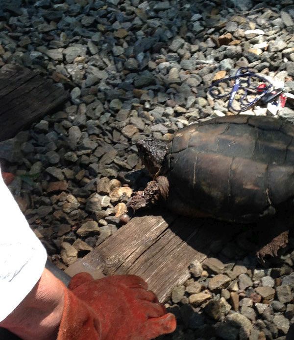Turtle Gets Rescued From Railroad Tracks (6 pics)