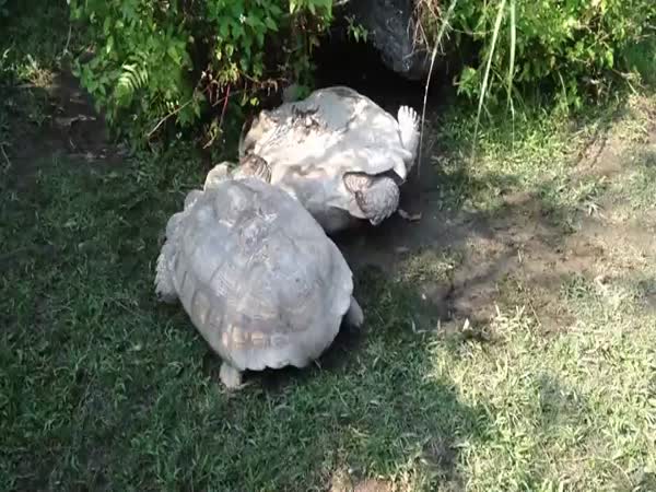 Giant Tortoise Rescues Overturned Friend