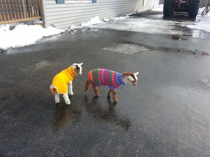 These Animals Just Want To Stay Warm This Winter (22 pics)