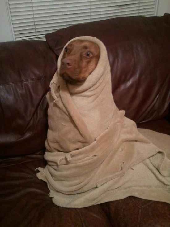 These Animals Just Want To Stay Warm This Winter (22 pics)