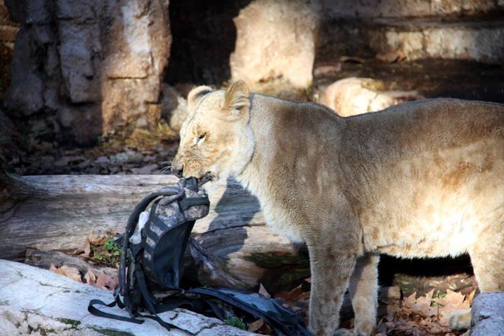 Jumping Into A Cage With Lions Is A Bad Idea (10 pics)