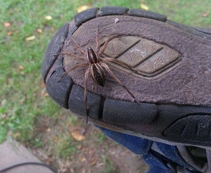 Australian Spiders Are The Worst (9 pics)