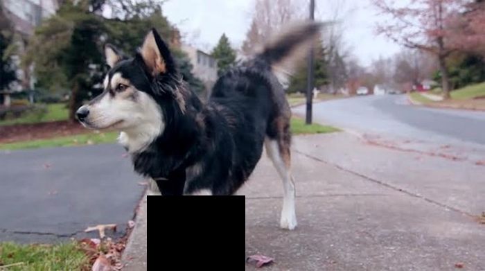 Thanks To 3D Printing This Dog Can Walk Again (7 pics)