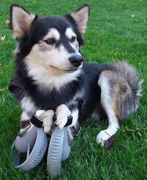 Thanks To 3D Printing This Dog Can Walk Again (7 pics)