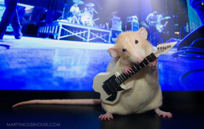 Hang Out With Marty The Mouse At The Marty Mouse House (28 pics)