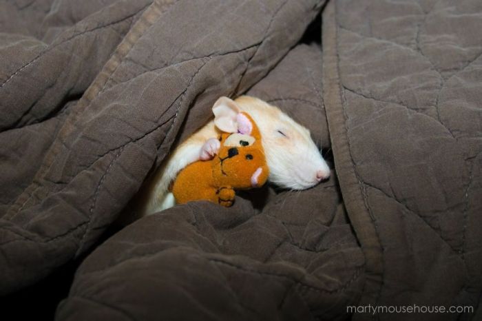 Hang Out With Marty The Mouse At The Marty Mouse House (28 pics)